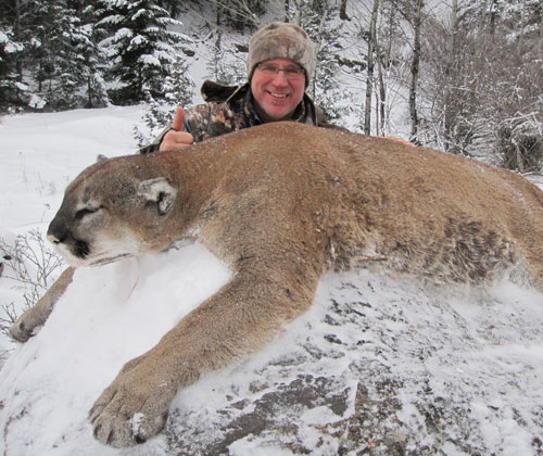 Cougar Hunting - BC, Canada Hunting Trips - Fraser River Outfitters